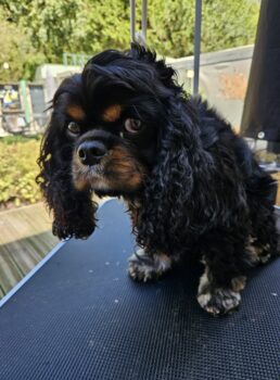 Cavalier King Charles