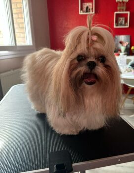 Toilettage Shih Tzu