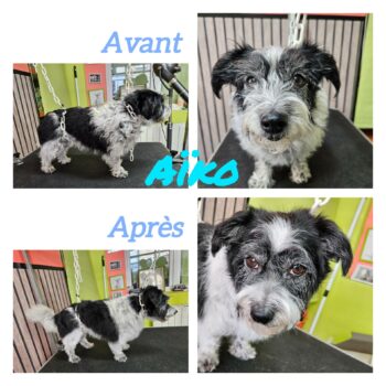 Coupe ciseaux, x bichon