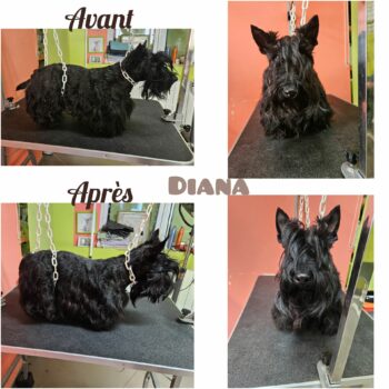 Epilation, Schottish