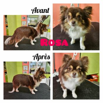 Coupe ciseaux, chihuahua