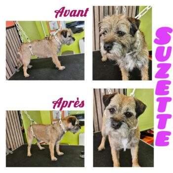 Epilation Border Terrier