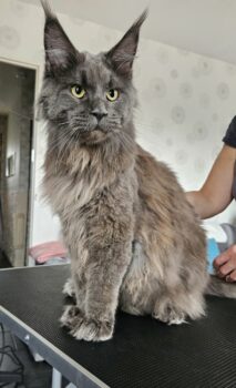 Toilettage Main Coon