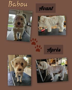 Toilettage d'un croisé Bichon, en tonte