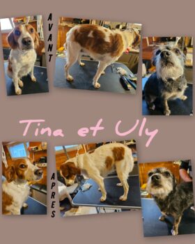 xRatier et Epagneul en toilettage