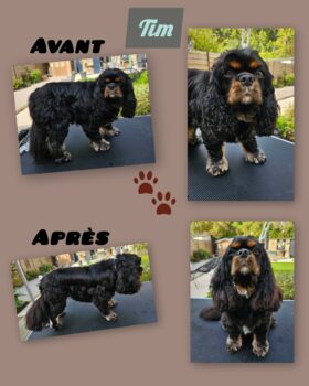 Cavalier King Charles - Epilation/Coupe Ciseaux