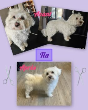Bichon Maltais, coupe ciseaux
