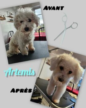 Bichon Frisé, coupe ciseaux